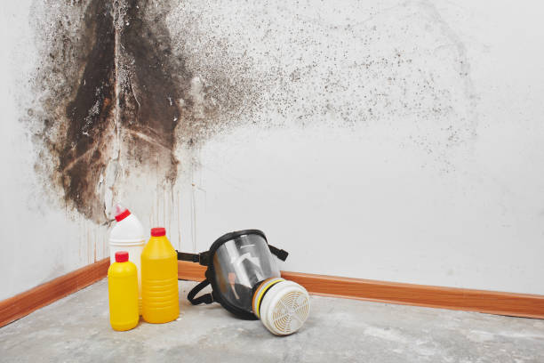 Attic Mold Removal in Atco, NJ